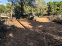 Wide dusty orange track in sunny forest